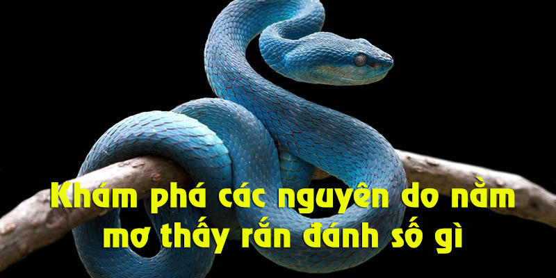 Nguyên nhân dẫn đến giấc mộng thấy rắn